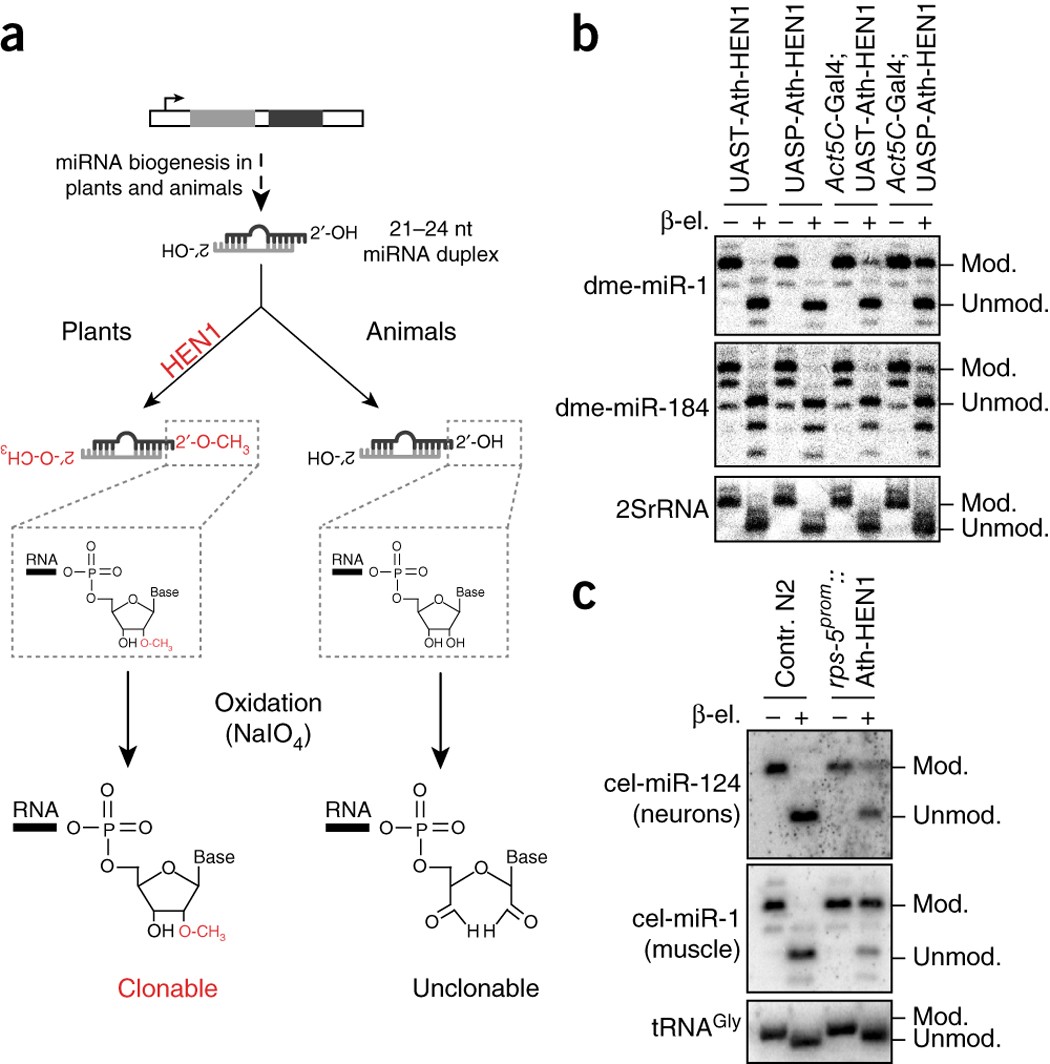 Cell Type Specific Sequencing Of Micrornas From Complex Animal Tissues Nature Methods