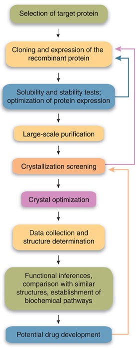 Analysis and Control of Protein Crystallization Using Short