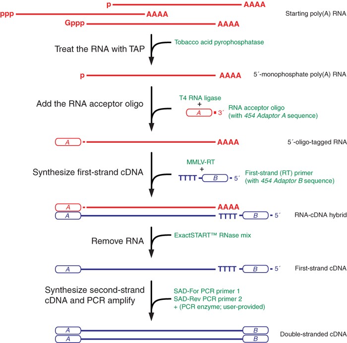 Analysis of 5′ transcript heterogeneity by high-throughput sequencing of  cDNA
