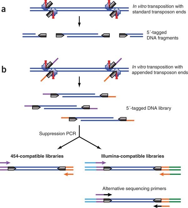 Next-generation sequencing library preparation: simultaneous fragmentation  and tagging using in vitro transposition | Nature Methods