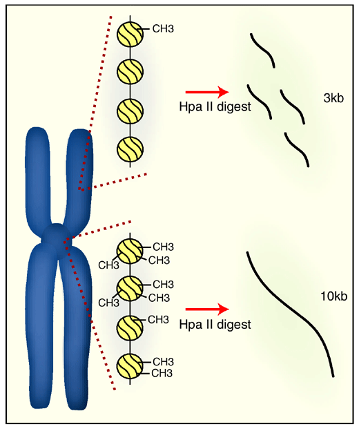 Centromeric Heterochromatin Comes Clean With Dna Methylation Nature Methods