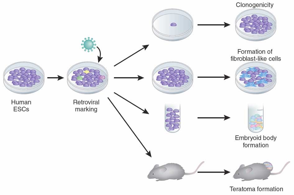 Получение гибридов на основе соединения клеток. Клетки in vitro. Метод in vivo in vitro. Получение гибридом. In vitro схема.