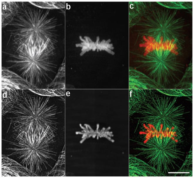 Stable Expression Of Fluorescently Tagged Proteins For Studies Of Mitosis In Mammalian Cells Nature Methods