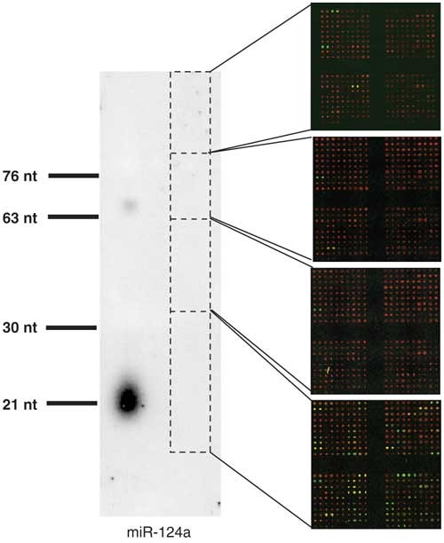 A custom microarray platform for analysis of microRNA gene expression |  Nature Methods