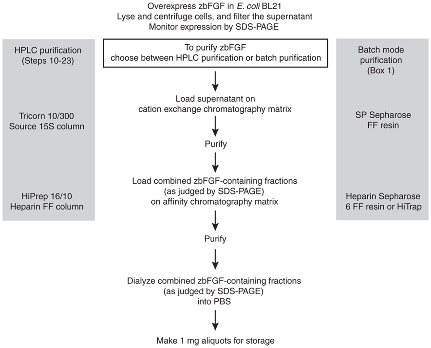 Feeder Independent Culture Of Human Embryonic Stem Cells Nature