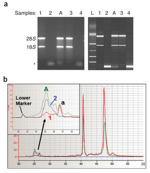 Analysis of small RNAs with the Agilent 2100 Bioanalyzer | Nature Methods