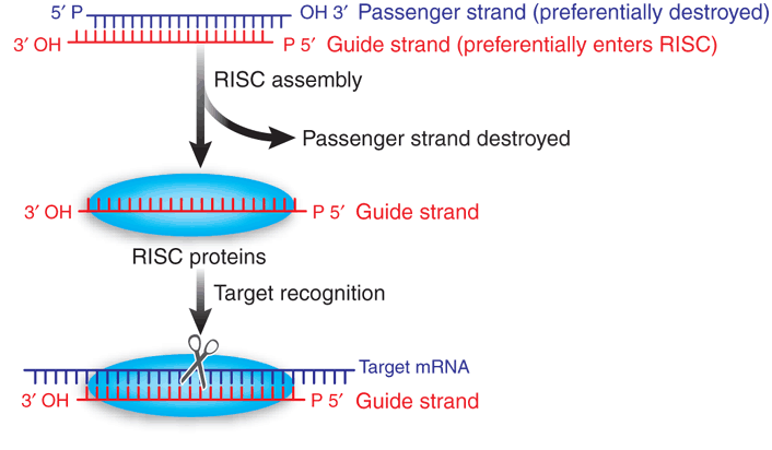 Protocols/OSCAR/SNAC/BUCP SECURID REQUEST - NINA Wiki