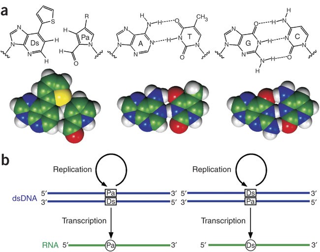 An Unnatural Hydrophobic Base Pair System Site Specific Incorporation Of Nucleotide Analogs Into Dna And Rna Nature Methods An Unnatural Hydrophobic Base Pair System Site Specific Incorporation Of Nucleotide Analogs Into Dna And Rna Nature Methods