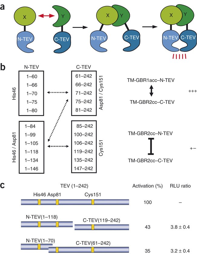 Monitoring regulated protein-protein interactions using split TEV | Nature  Methods
