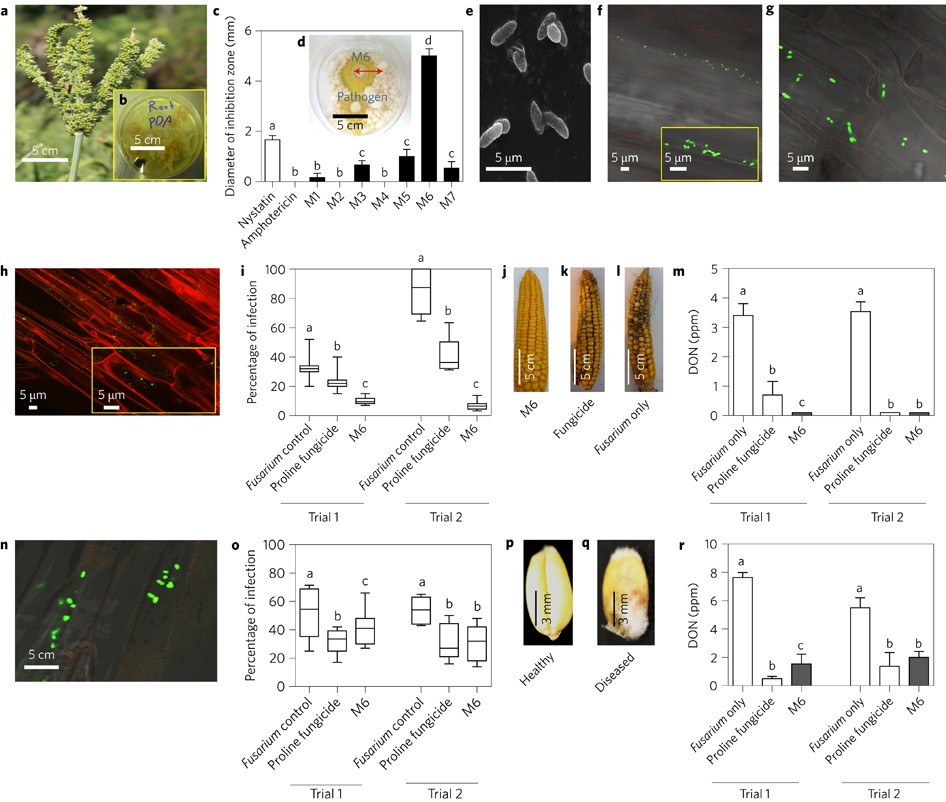 Root Hair Endophyte Stacking In Finger Millet Creates A - 