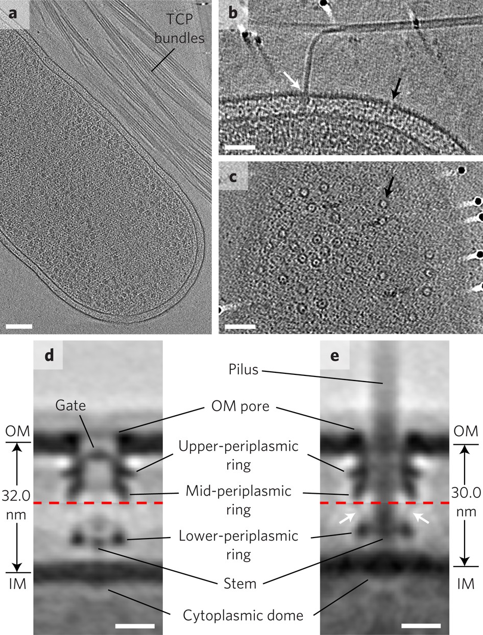 Architecture of the Vibrio cholerae toxin-coregulated pilus machine  revealed by electron cryotomography | Nature Microbiology, image size:946x1245