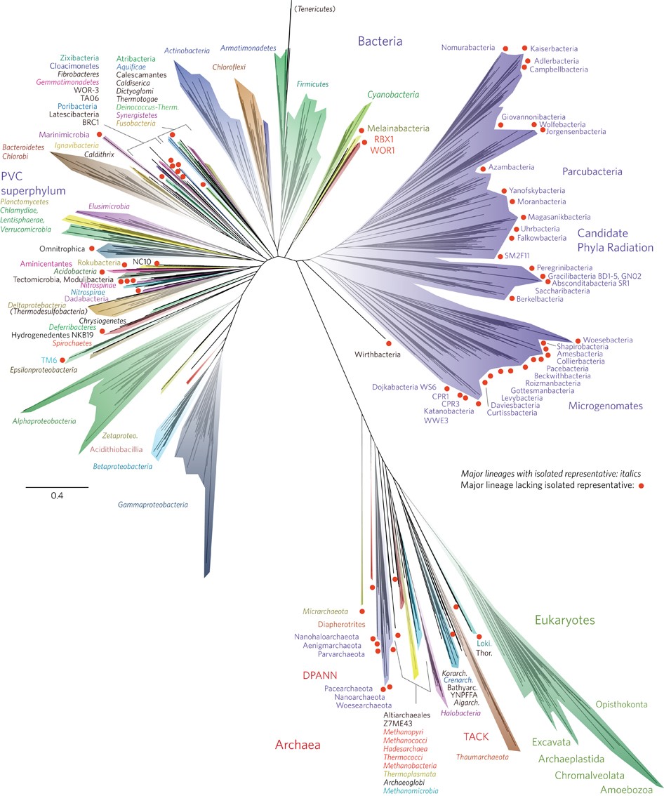 Nature Tree Of Life