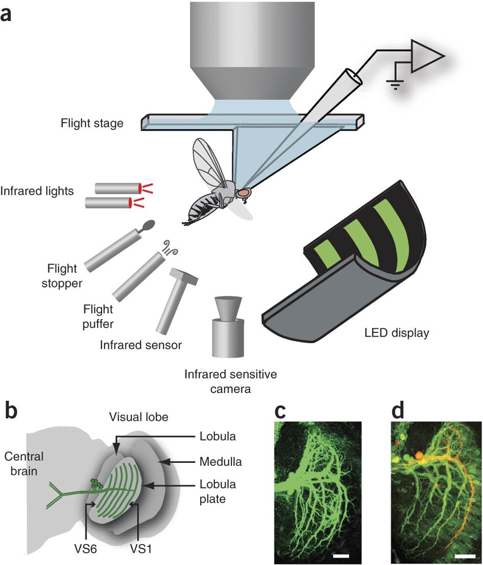Active flight increases the gain of visual motion processing in Drosophila  | Nature Neuroscience