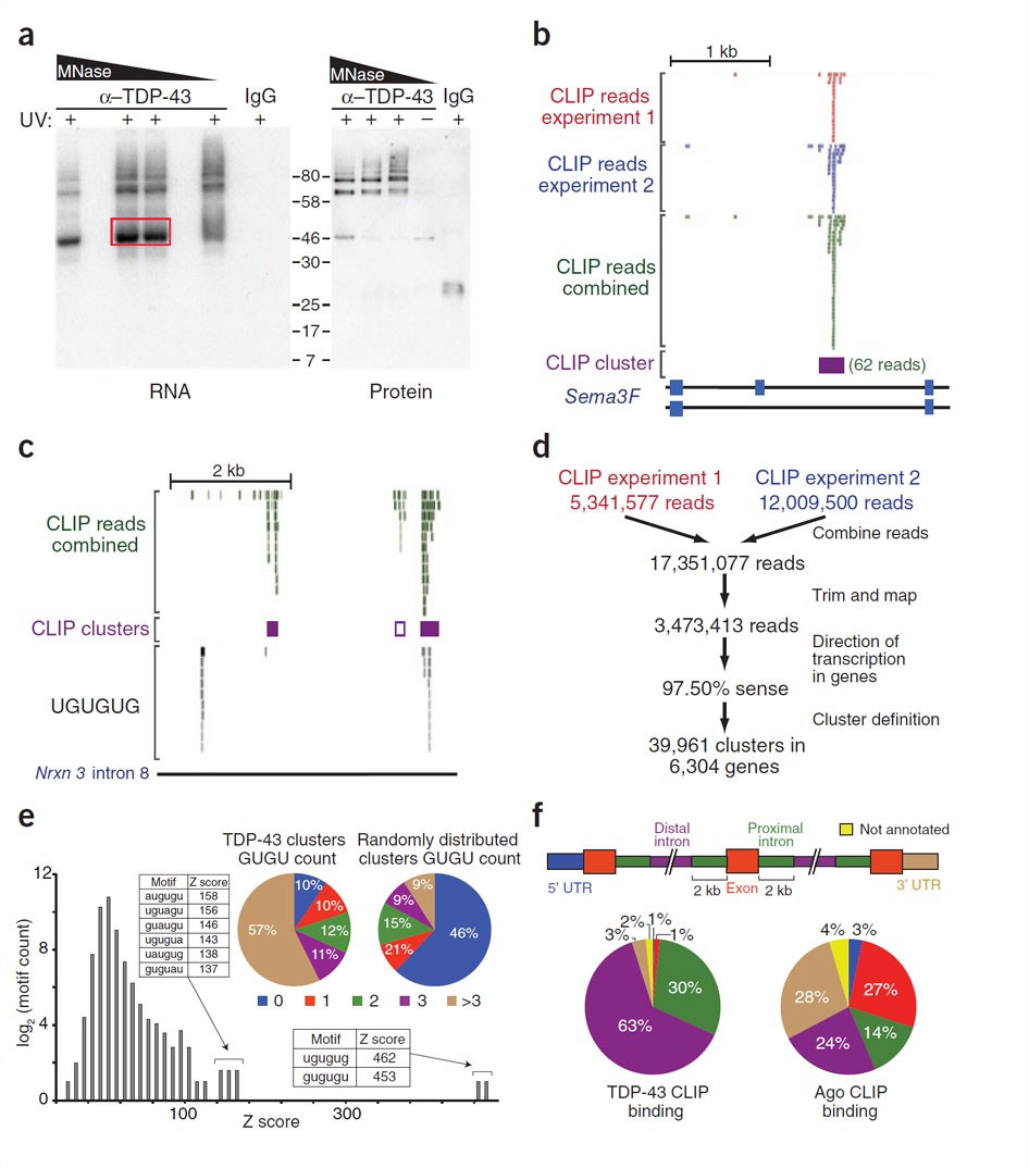 Long pre-mRNA depletion and RNA missplicing contribute to neuronal  vulnerability from loss of TDP-43 | Nature Neuroscience