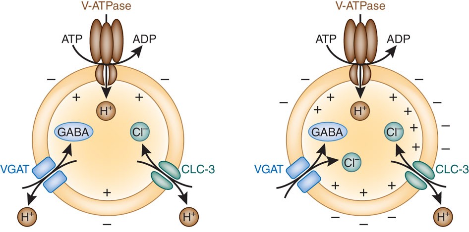 How do synaptic vesicles accumulate glutamate? – Kompass des  Forschungsbereichs Information