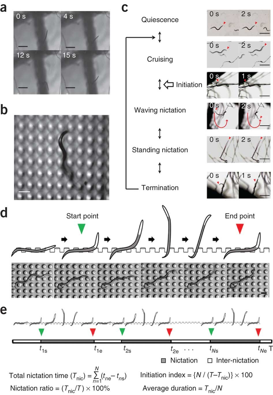 Learning the dynamics of realistic models of C. elegans nervous