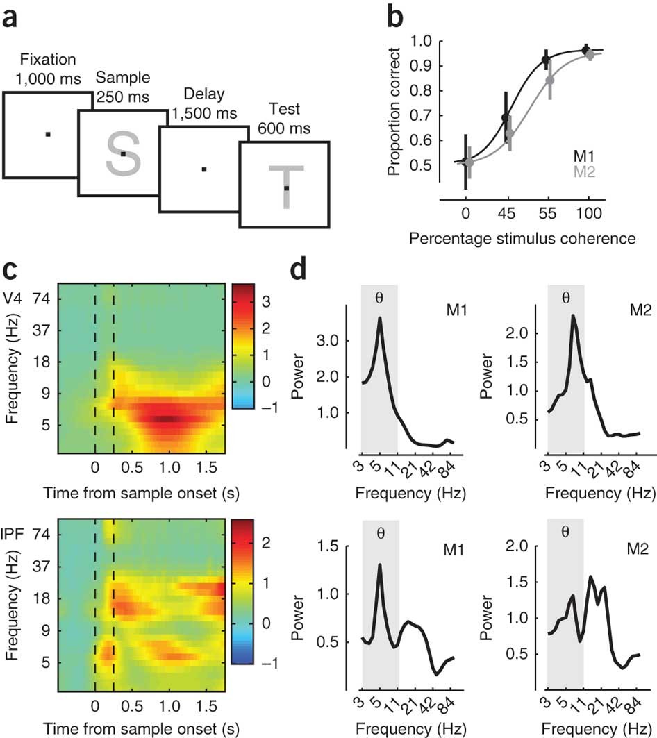 Theta Coupling Between V4 And Prefrontal Cortex Predicts Visual Short Term Memory Performance Nature Neuroscience