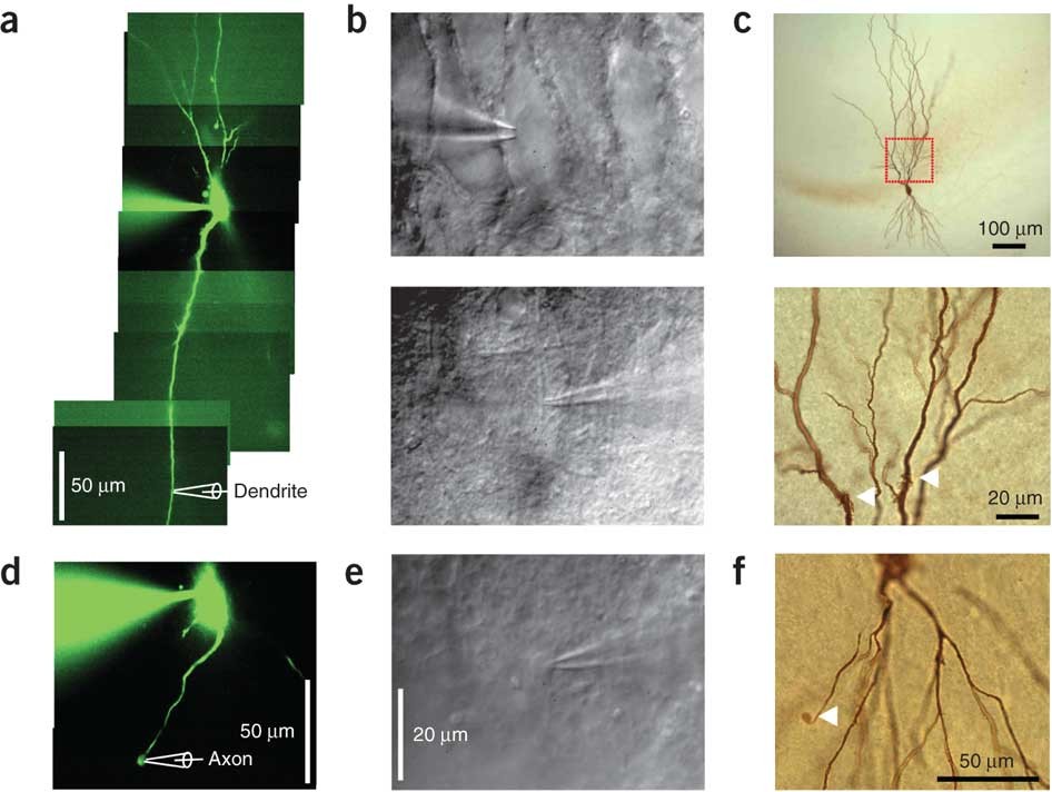 active dendrites support efficient initiation of dendritic spikes in hippocampal ca3 pyramidal neurons nature neuroscience