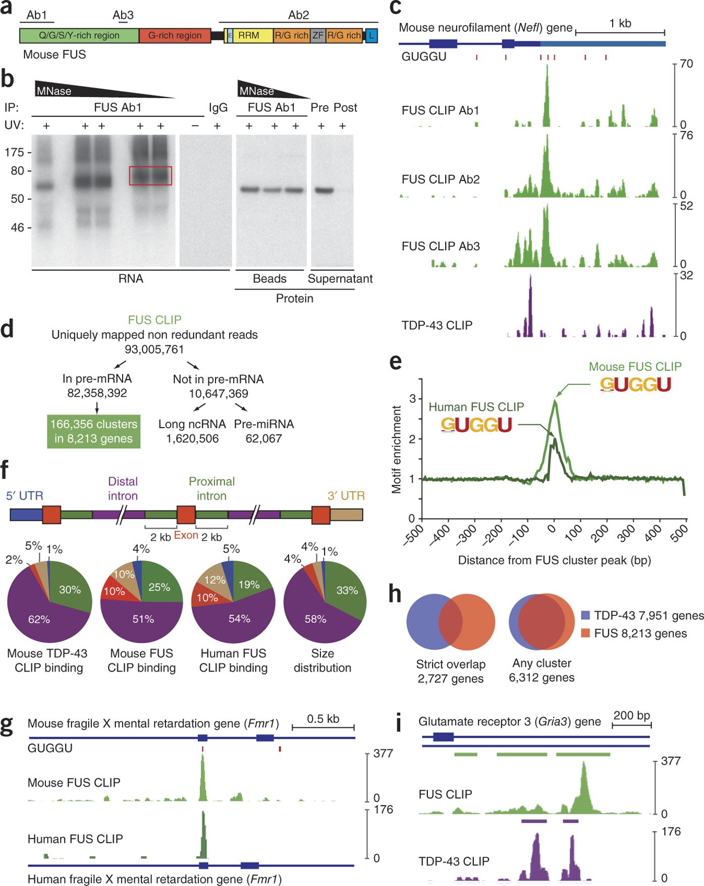 Divergent roles of ALS-linked proteins FUS/TLS and TDP-43 intersect in  processing long pre-mRNAs | Nature Neuroscience