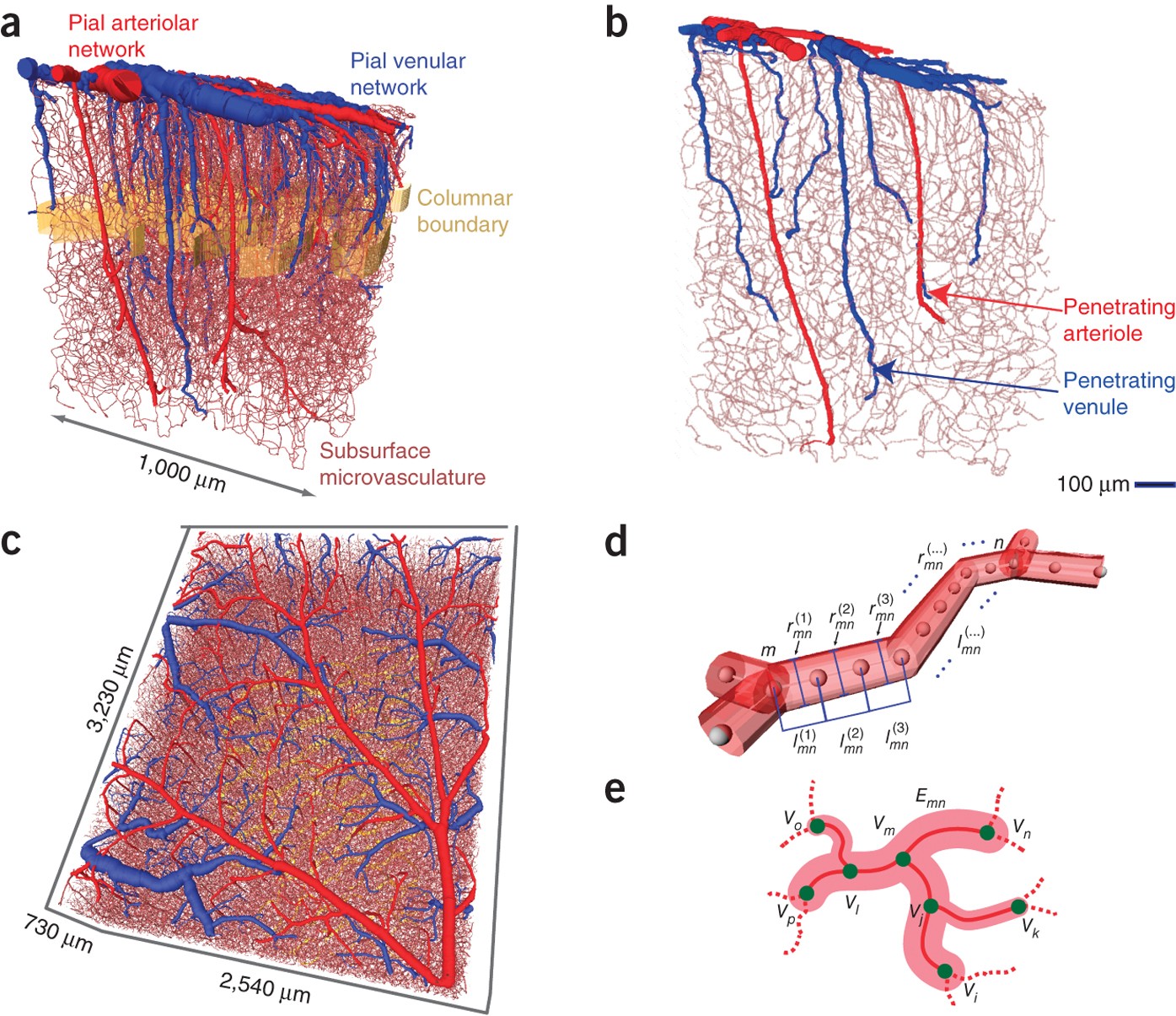 The Cortical Angiome An Interconnected Vascular Network