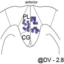 Supplementary Figure 1