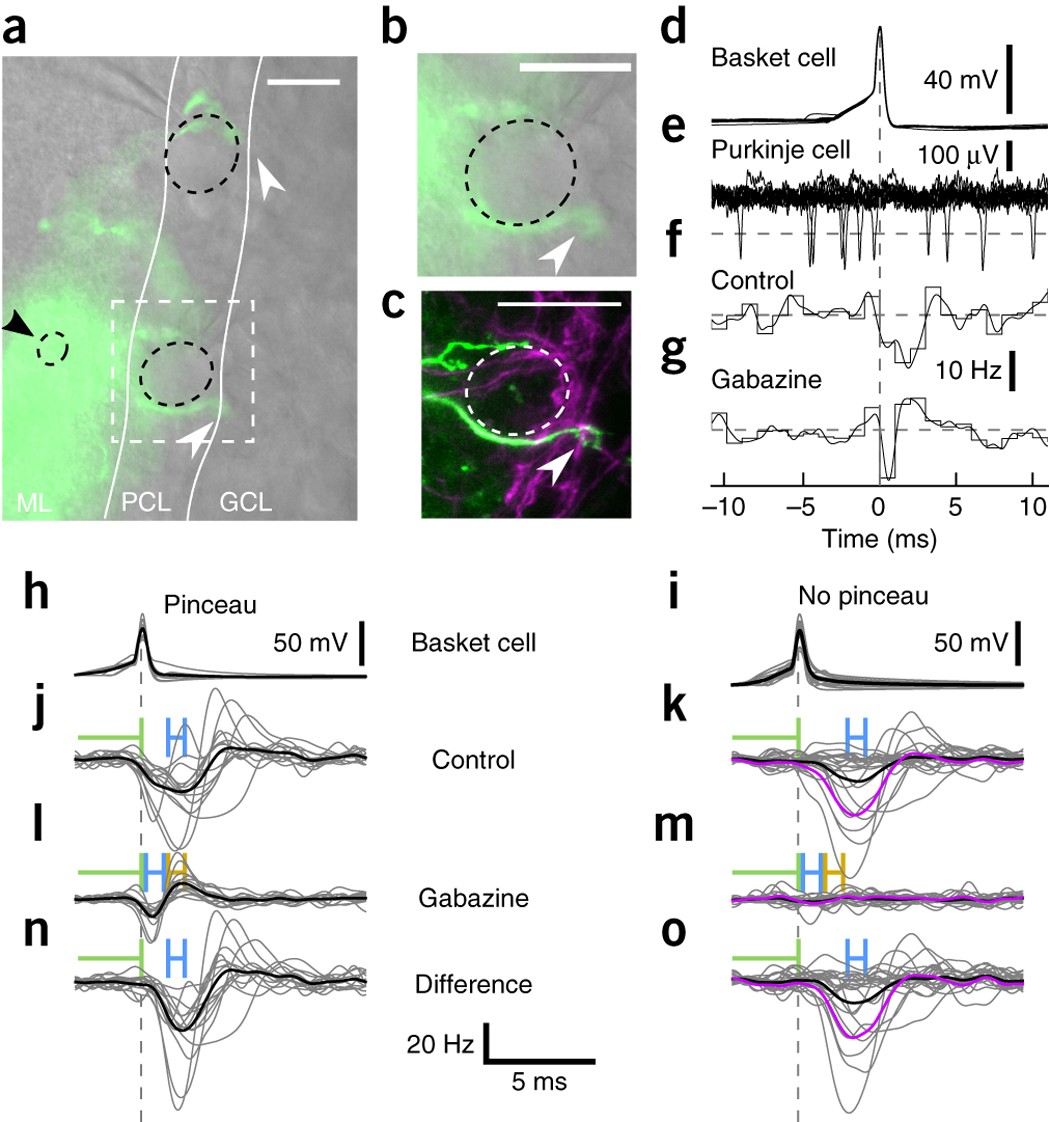 Ultra-rapid axon-axon ephaptic inhibition of cerebellar Purkinje cells by  the pinceau | Nature Neuroscience