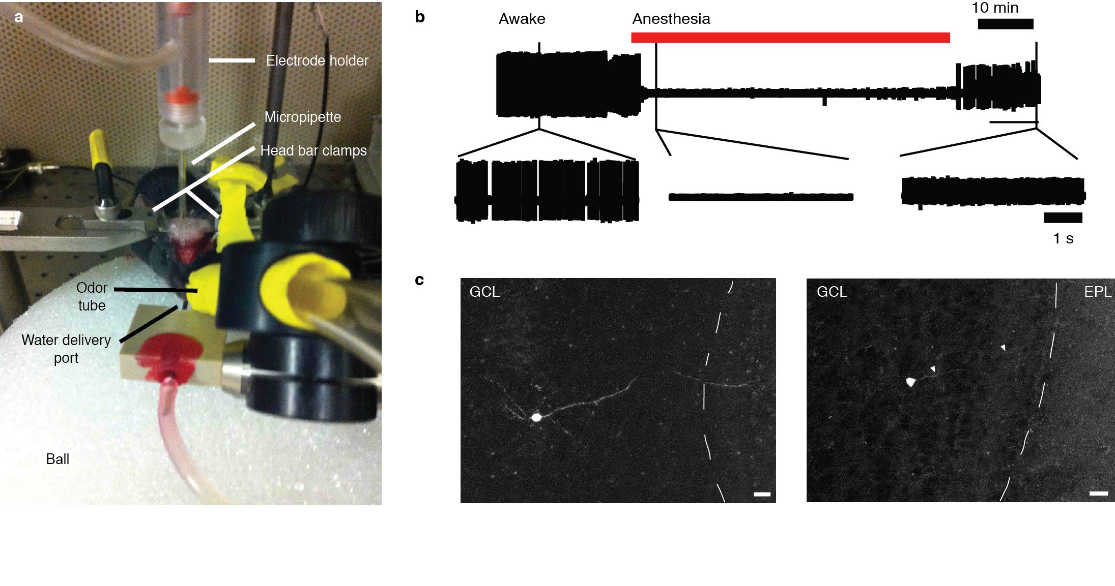 Supplementary Figure 1