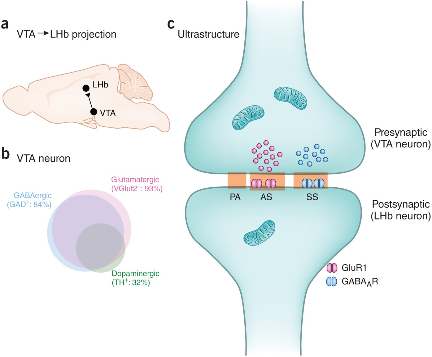 Bilingual neurons release glutamate and GABA