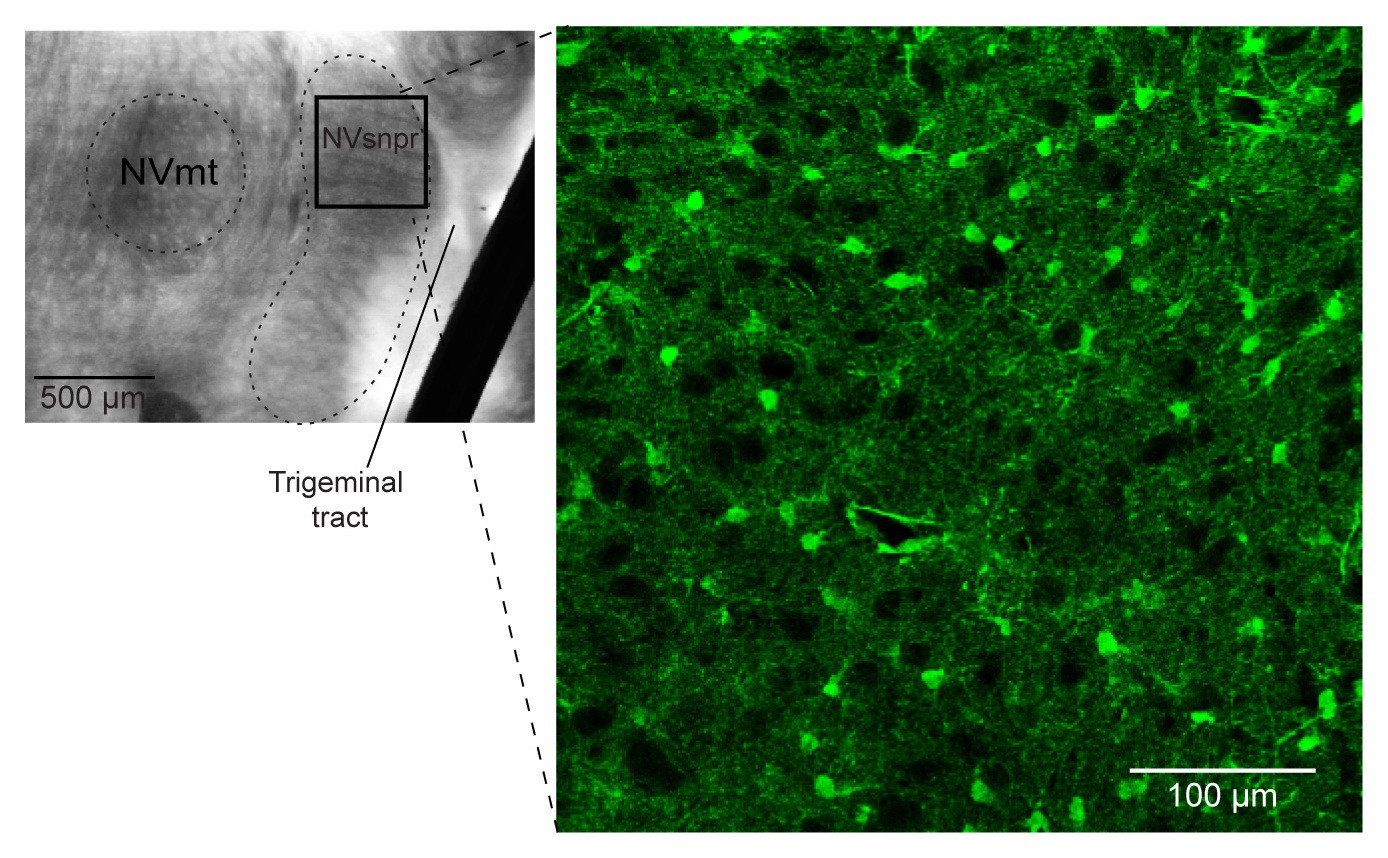 Supplementary Figure 5