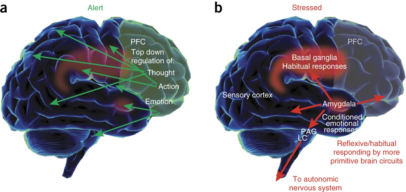 https://media.springernature.com/full/springer-static/image/art%3A10.1038%2Fnn.4087/MediaObjects/41593_2015_Article_BFnn4087_Fig1_HTML.jpg?utm_source=chatgpt.com