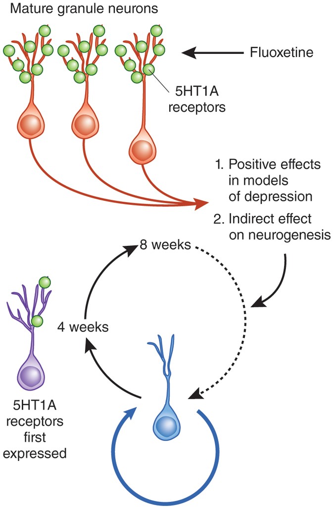 fluoxetine and tirzepatide The cellular target of antidepressants