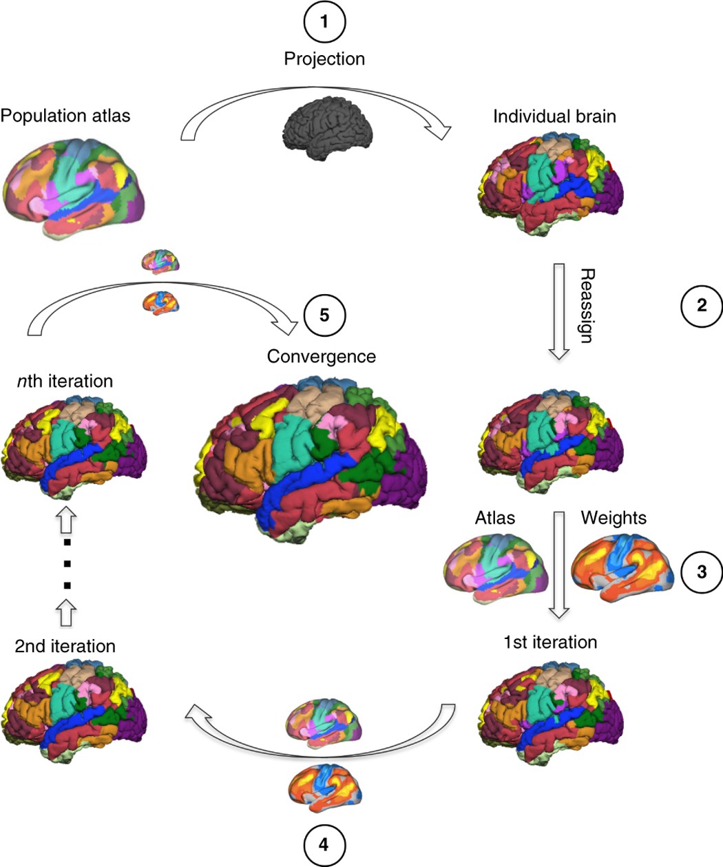 Parcellating cortical functional networks in individuals | Nature  Neuroscience