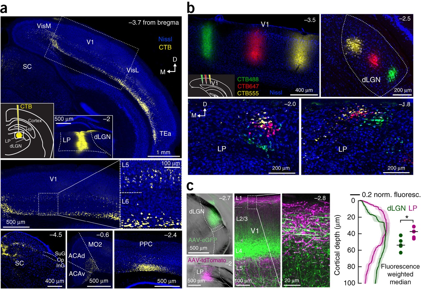 Thalamic Nuclei Convey Diverse Contextual Information To Layer 1 Of Visual Cortex Nature Neuroscience
