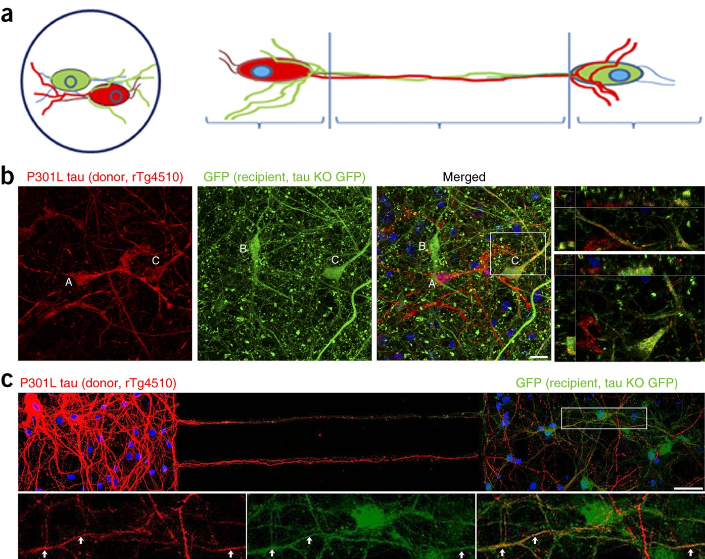 Neuronal activity enhances tau propagation and tau pathology in vivo |  Nature Neuroscience