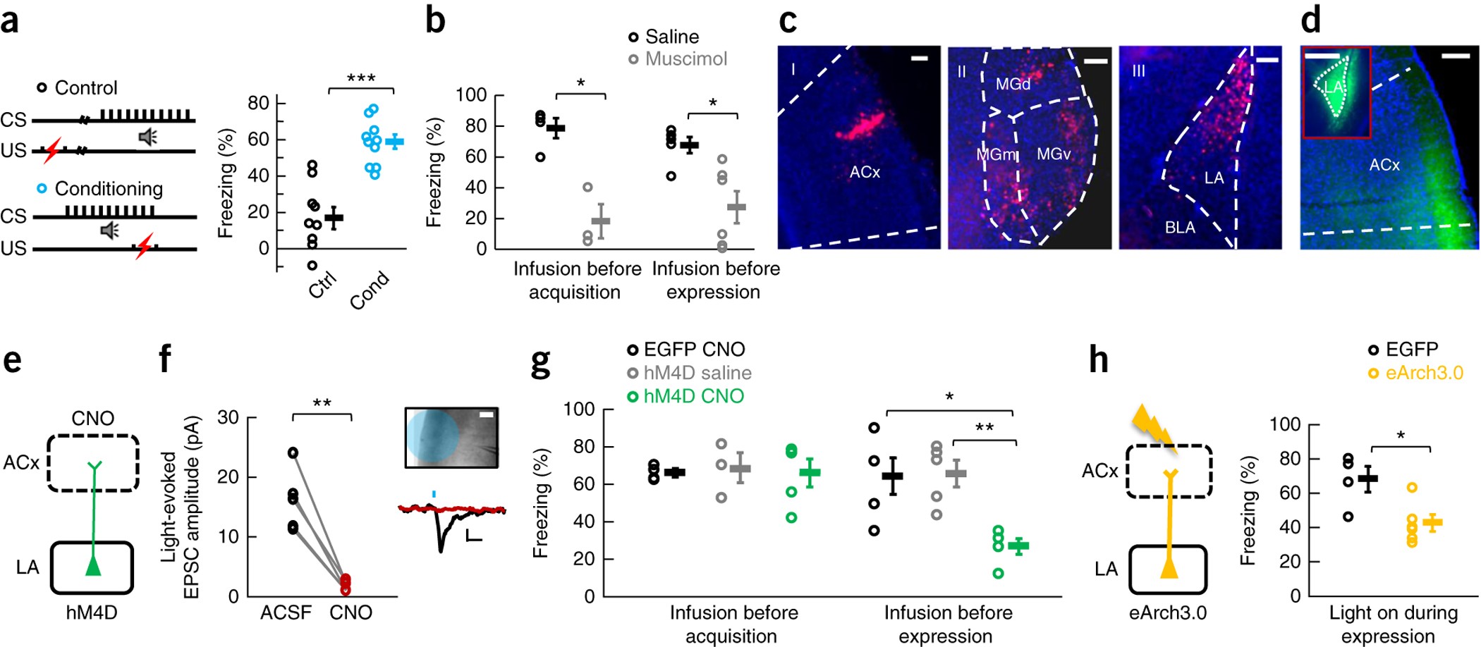 Selective Brain Distribution and Distinctive Synaptic Architecture