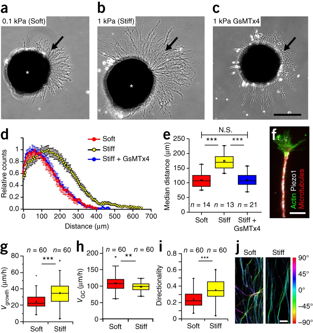 Mechanosensing Is Critical For Axon Growth In The Developing Brain Nature Neuroscience
