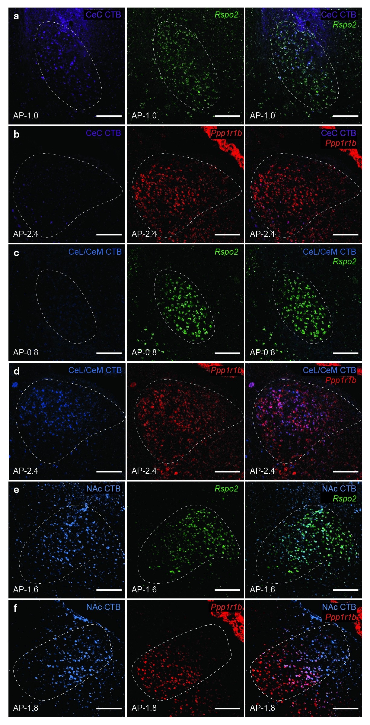 Supplementary Figure 8