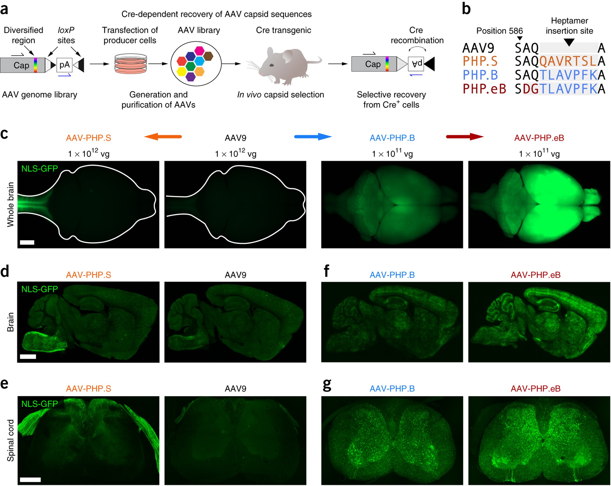 Engineered AAVs for efficient noninvasive gene delivery to the central and  peripheral nervous systems | Nature Neuroscience