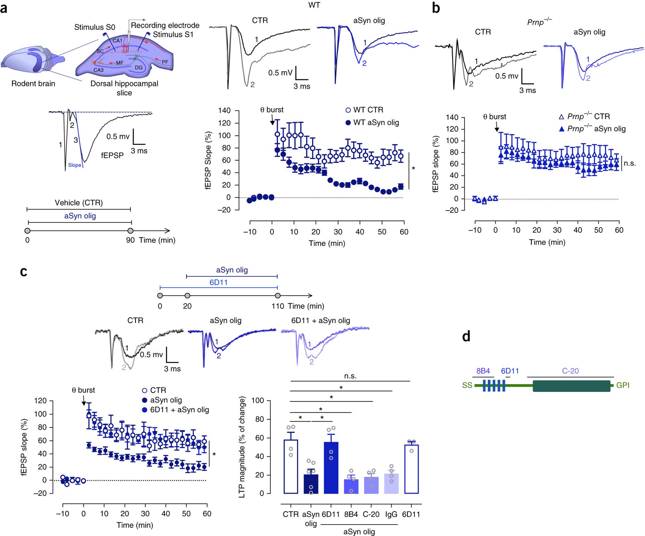 interacts PrPC to cognitive impairment through mGluR5 and NMDAR2B | Nature Neuroscience