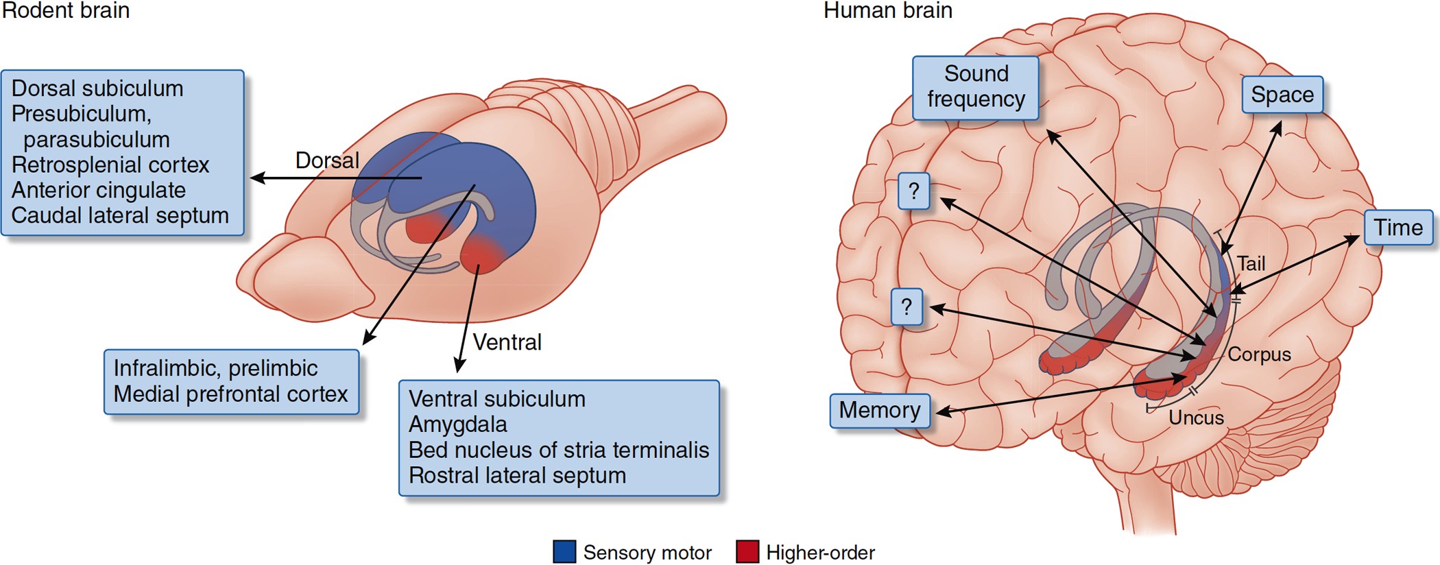 Viewpoints: how the hippocampus contributes to memory, navigation and  cognition | Nature Neuroscience