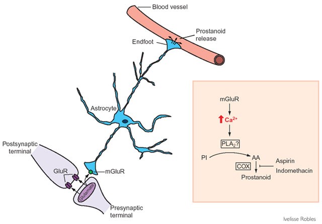 Synapse – Plumb A Nator