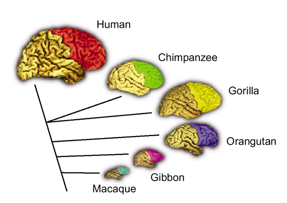 The frontal cortex: does size matter? | Nature Neuroscience The frontal cortex: does size matter? | Nature Neuroscience