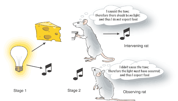 Rational rats | Nature Neuroscience