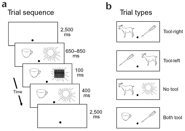 Graspable Objects Grab Attention When The Potential For