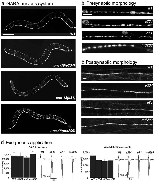 Defects in synaptic vesicle docking in unc-18 mutants | Nature