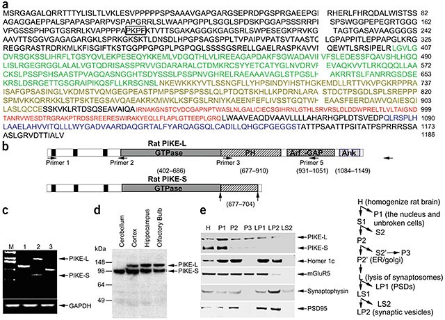 PI3 kinase enhancer–Homer complex couples mGluRI to PI3 kinase, preventing  neuronal apoptosis | Nature Neuroscience