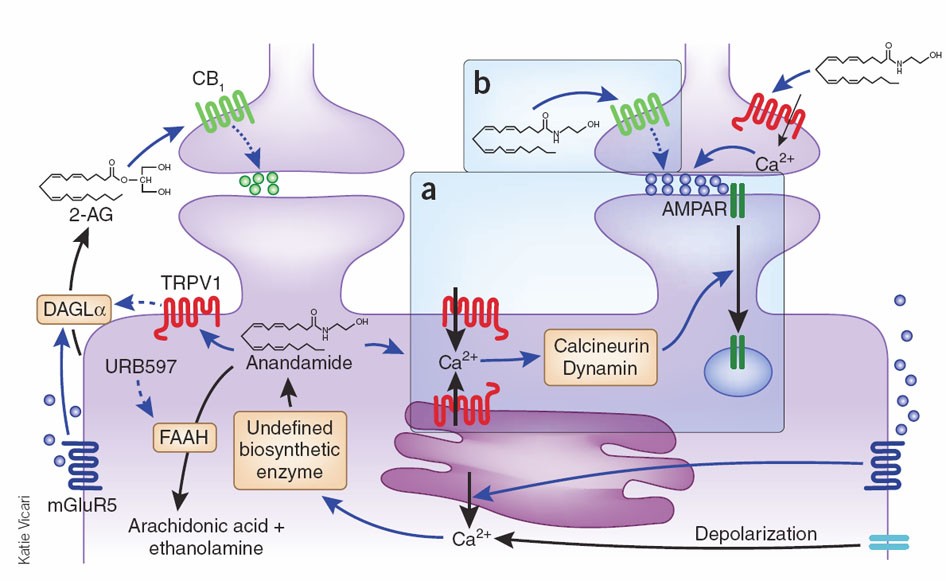 What is Anandamide and how does it work?