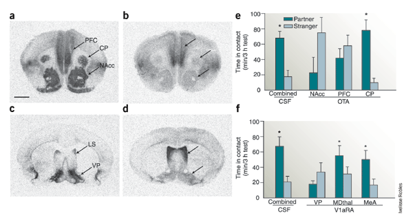 The neurobiology of pair bonding | Nature Neuroscience The neurobiology of pair bonding | Nature Neuroscience