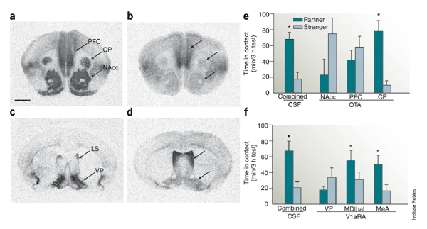 (a,b) Monogamous prairie voles (a) have higher densities of OTR in the nucleus accumbens (NAcc) and caudate putamen (CP) than do nonmonogamous montane voles (b).