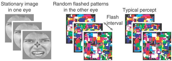 Continuous flash suppression reduces negative afterimages | Nature  Neuroscience